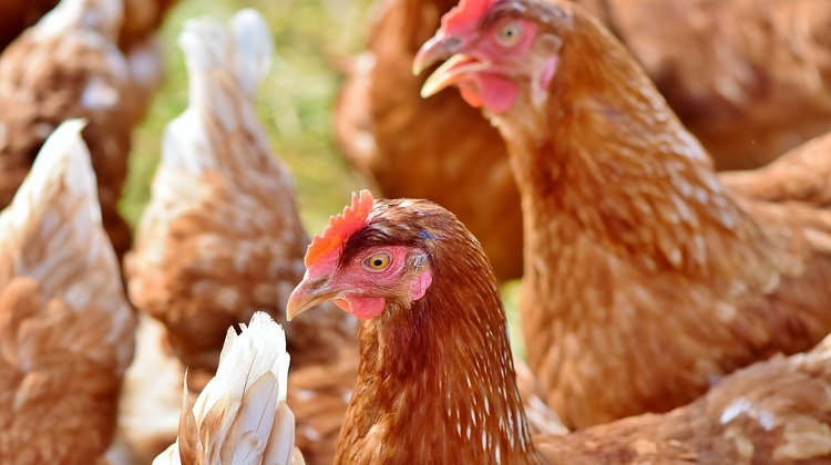 Video: 'Master Good' Invests In Speedy Chicken Slaughter Technology In Kisvárda, Hungary