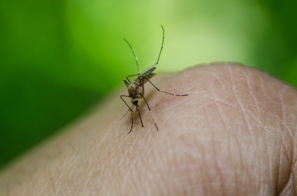 Chief Medical Officer: No Danger Of West Nile Virus Epidemic In Hungary