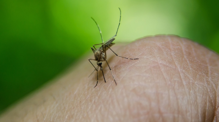 Chief Medical Officer: No Danger Of West Nile Virus Epidemic In Hungary