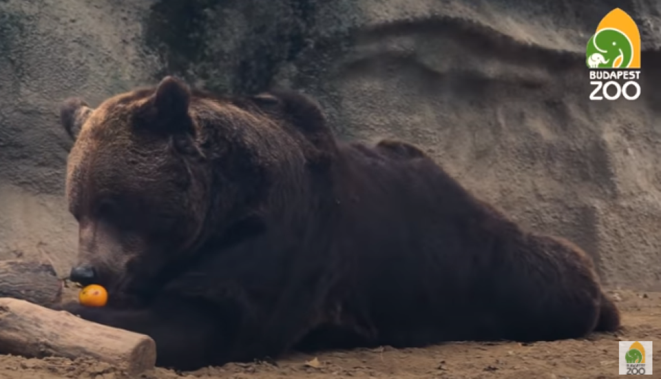 Video: Season's Greetings From Budapest Zoo
