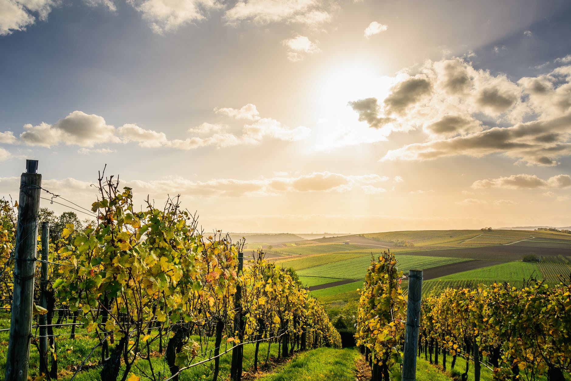 Hungarian Wine Guide: Small Is Very Beautiful In Somló Region
