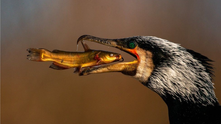 Amazing Hungarian Pictures Among 'Bird Photographer Of The Year' Finalists