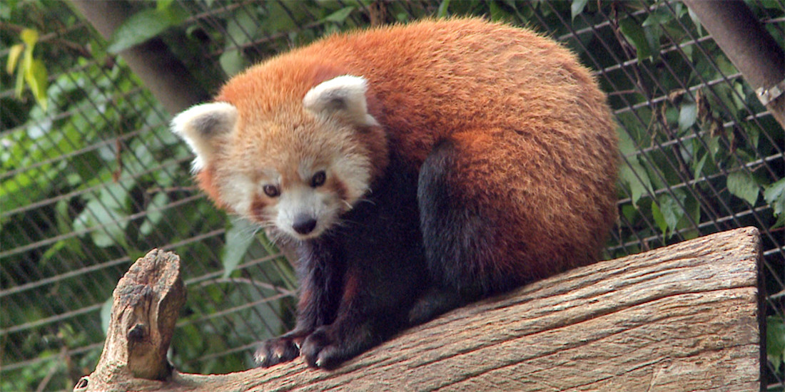 Red Panda In Hungary Moves To India