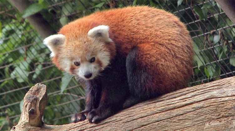 Red Panda In Hungary Moves To India