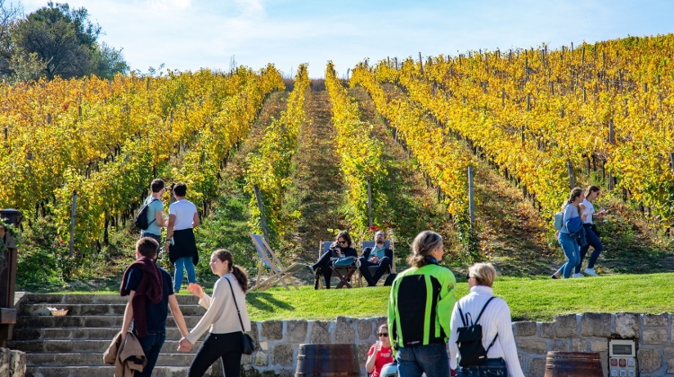 Watch: Xploring Wine Districts Of Hungary – Etyek & Buda