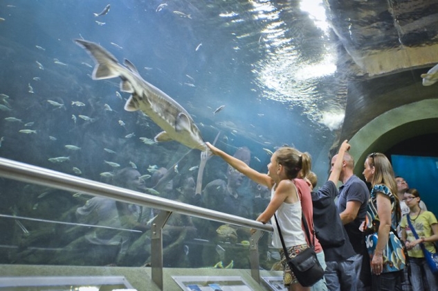 Watch: Hungary's Giant Freshwater Aquarium