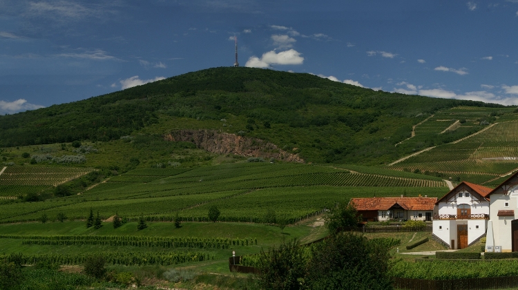 Introducing Tokaj-Hétszőlő Organic Wine Estate