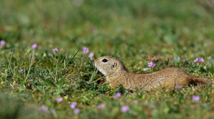 Ground Squirrels Moved at Budapest Airport