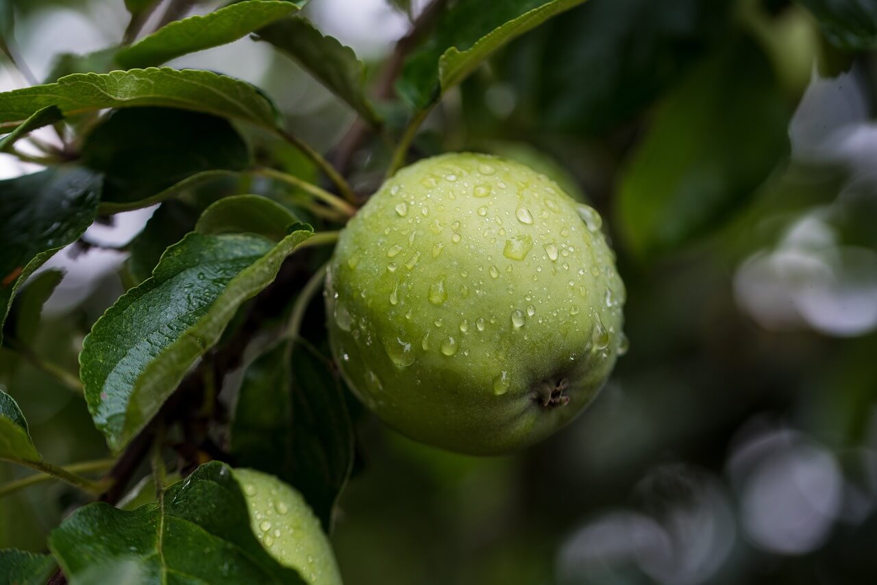 Bad Weather Has Devastating Effect on Apple Crop in Hungary