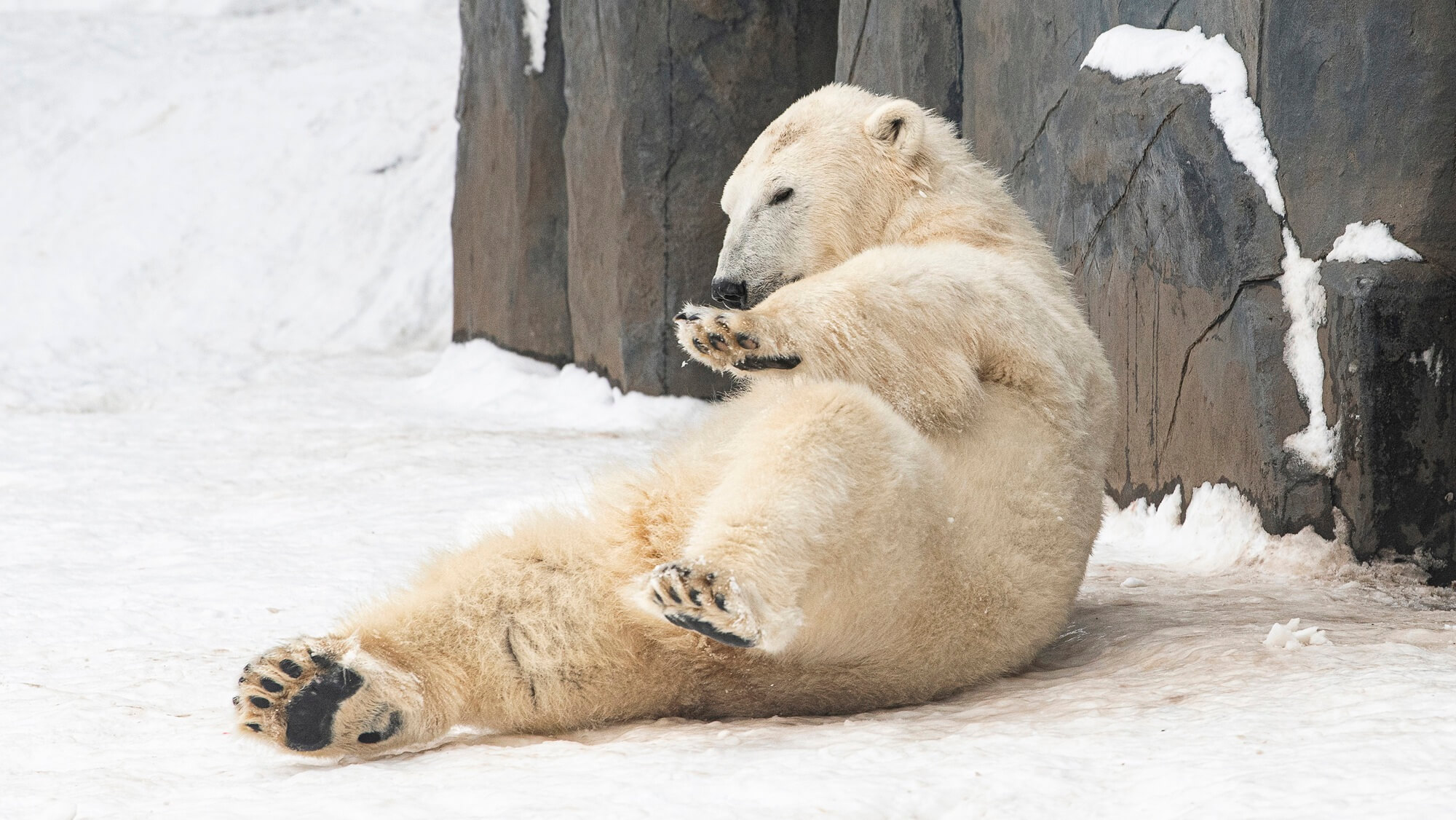 Watch: Polar Bears in Hungary Enjoying Their First Snow Go Viral