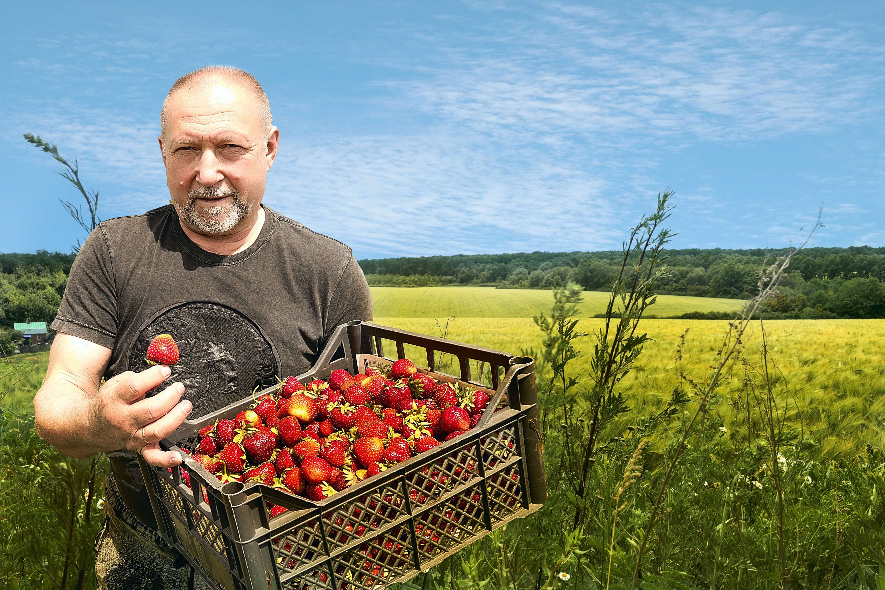 Fruity Insight: What's Expected for Strawberry Crop in Hungary