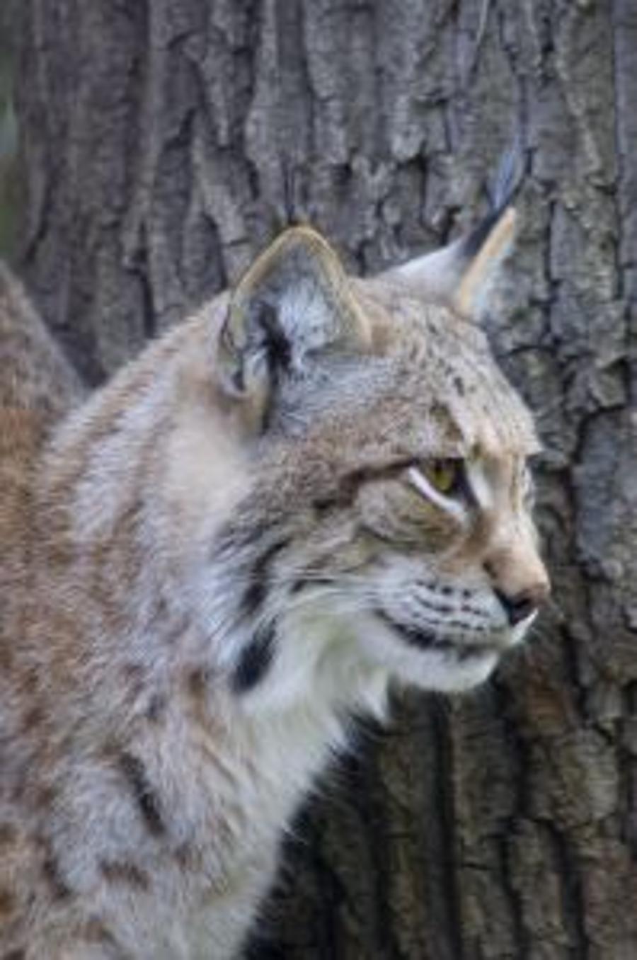 Rare Lynx Spotted In Zemplén Hills In Hungary
