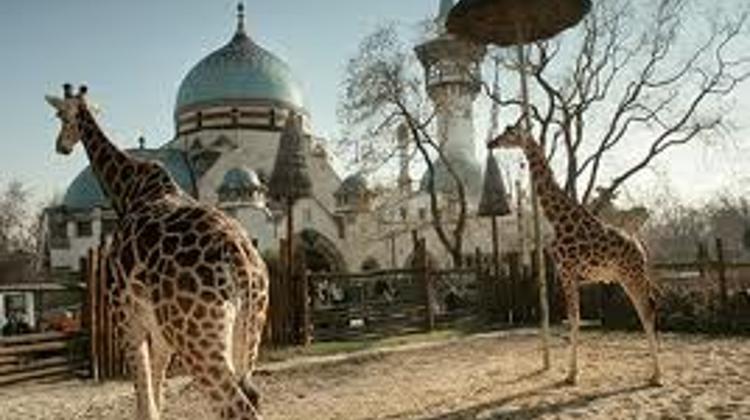 Children Friendly Programs In Budapest Zoo