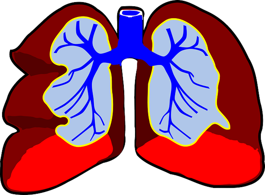 Hungary Can Start Lung Transplants