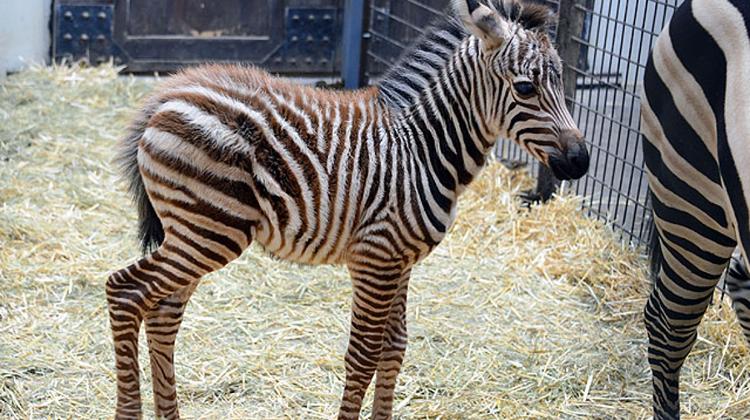 Baby Zebra Was Born At Budapest Zoo