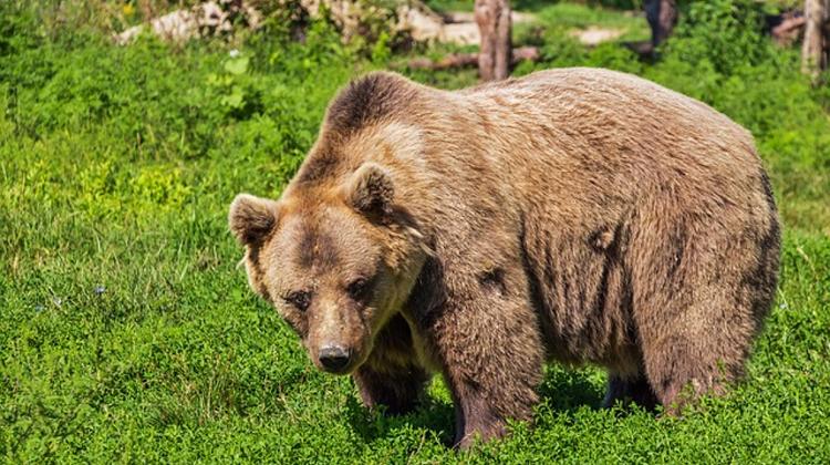 Globe-Trotting Brown Bear Roaming Hungarian National Park