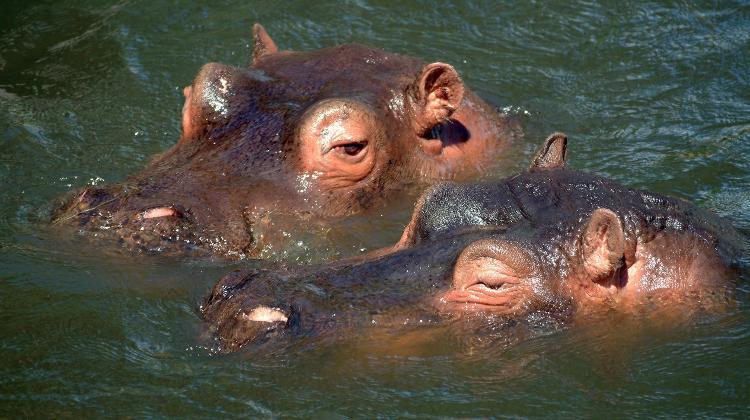 Beach Season Starts For Hippos In Budapest