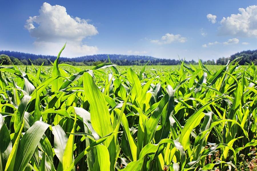 Hungary Destroys All Monsanto GMO Maize Fields