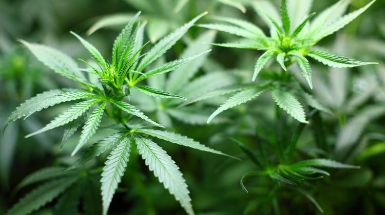 Hungary Health Experts Examining Medical Benefits Of Cannabis