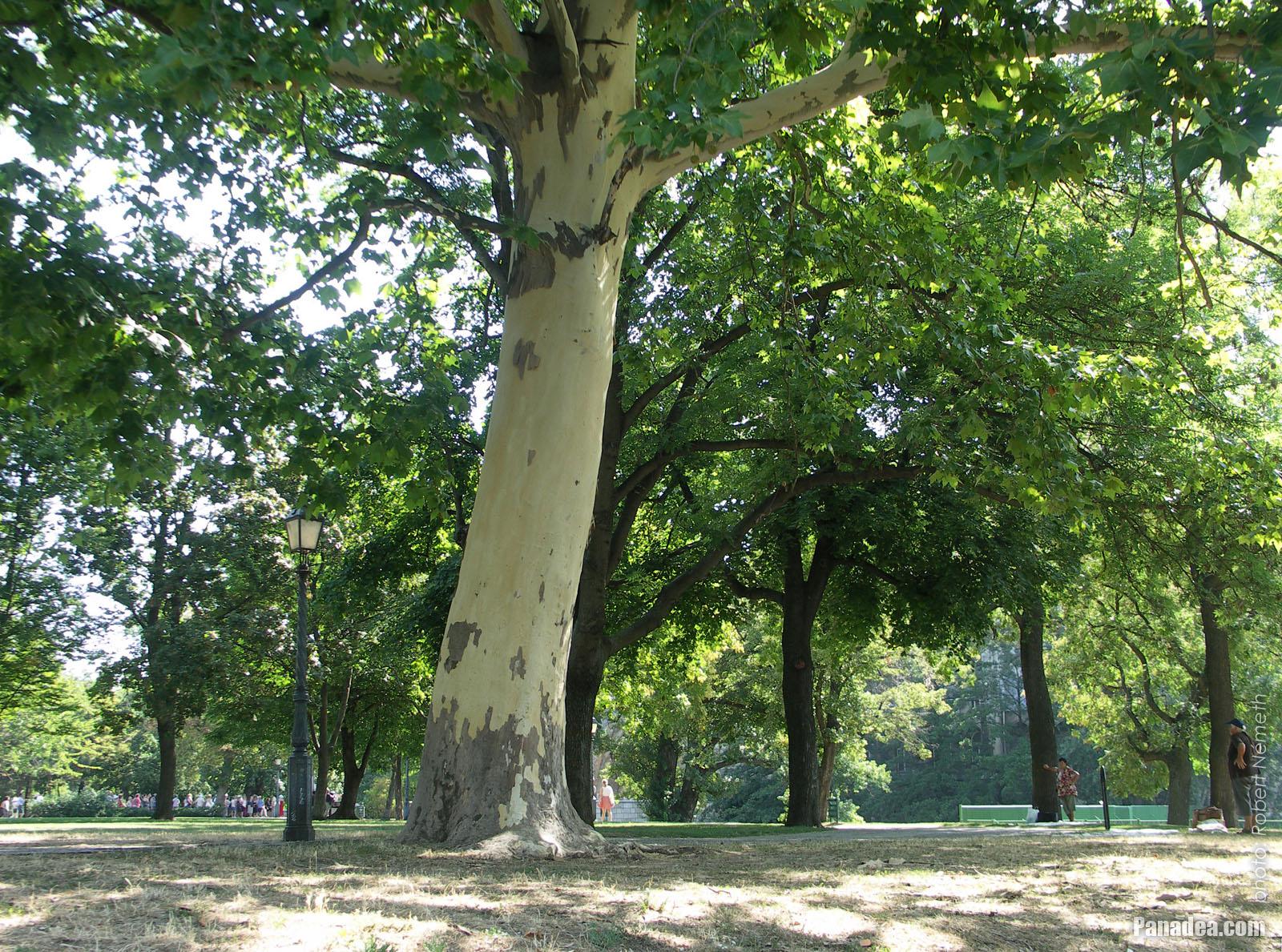 Budapest City Park Activists Fight For Trees