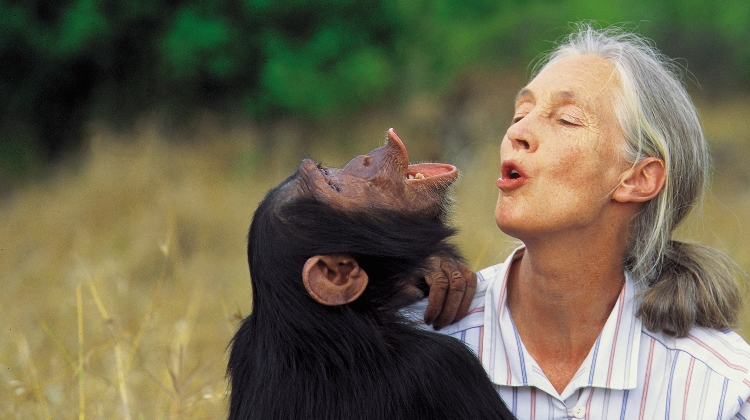 'Chimp Mama' Jane Goodall To Visit Hungary, 17 - 18 May