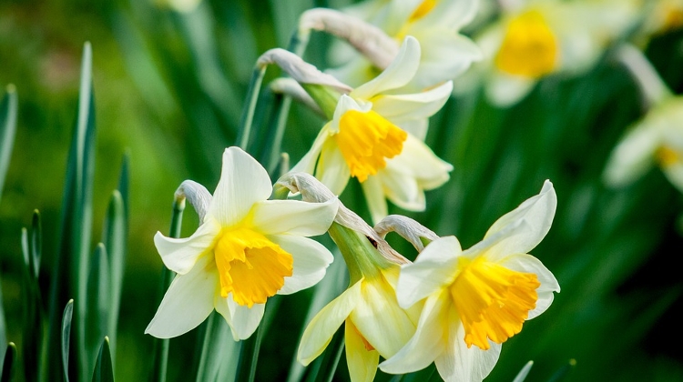 ’Little Garden Market', Anker’t, 25 March