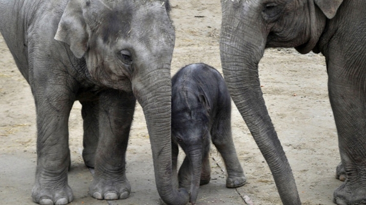 Budapest Zoo: Animal Collection Among Most Diverse In Europe