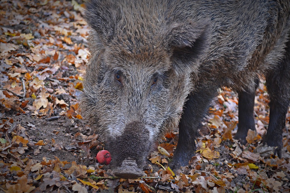 African Swine Fever Found In Boar In Hungary