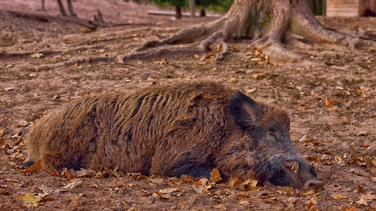 Chief Vet: 100's Of Wild Boars Killed By African Flu Found Near Budapest