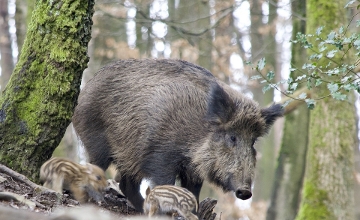African Swine Fever Reported From Central Hungary - Wash Shoes After Outings There African Swine Fever Reported From Central Hungary - Wash Shoes After Outings There