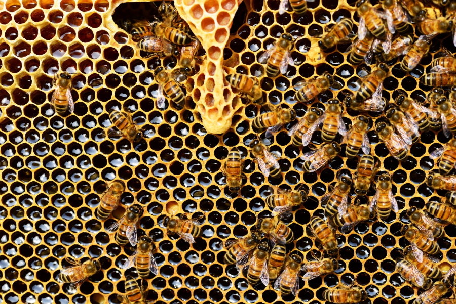 Hungary To Boost Support For Beekeepers By 25%