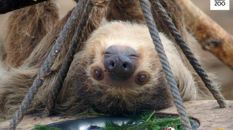 Tropical Experience In Palm House @ Budapest Zoo