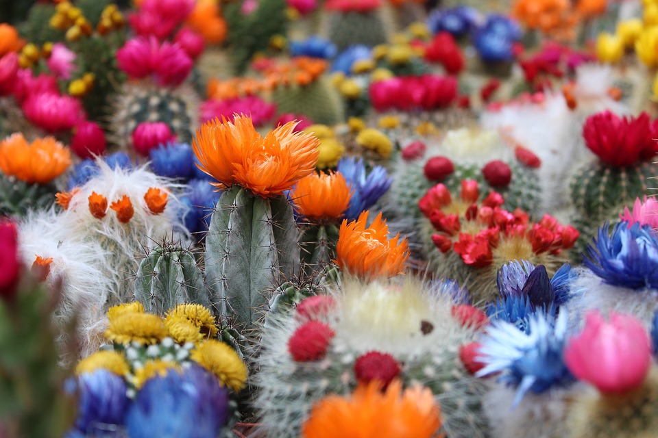 'National Spring Cactus Exhibition & Fair', Füvészkert, 24 – 26 May