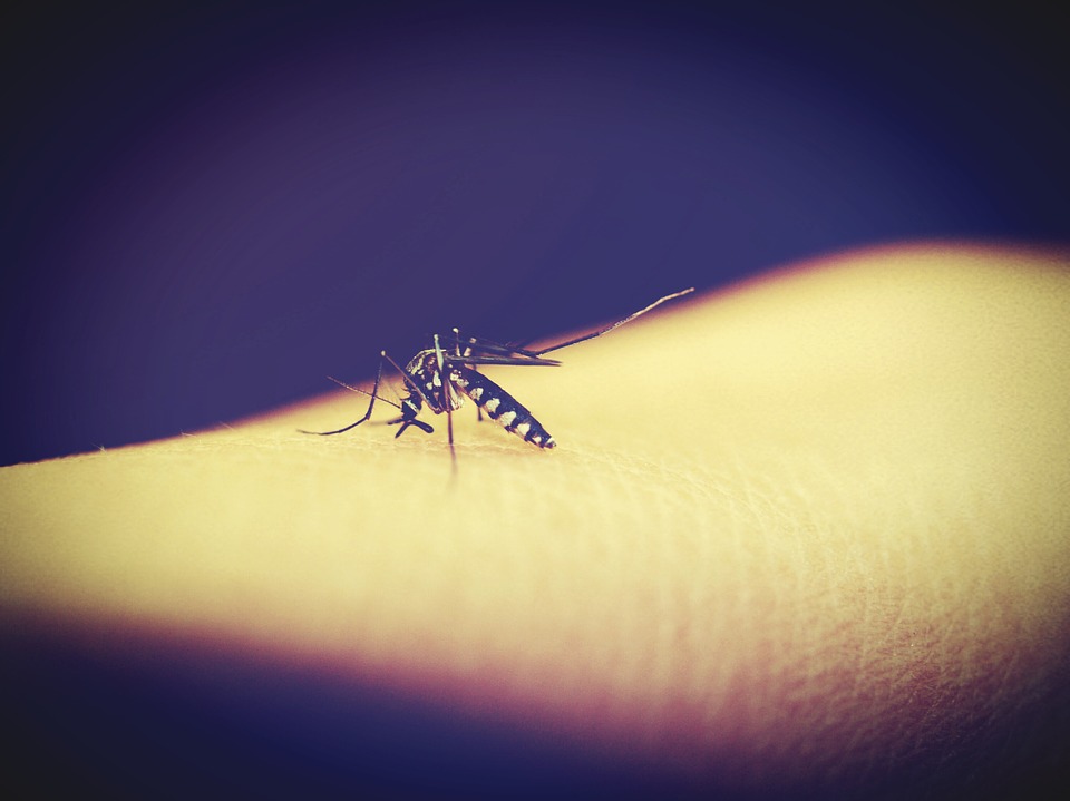 Aggressive Mosquito Invasion In Hungary