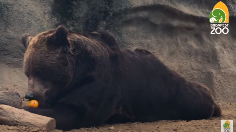 Video: Season's Greetings From Budapest Zoo