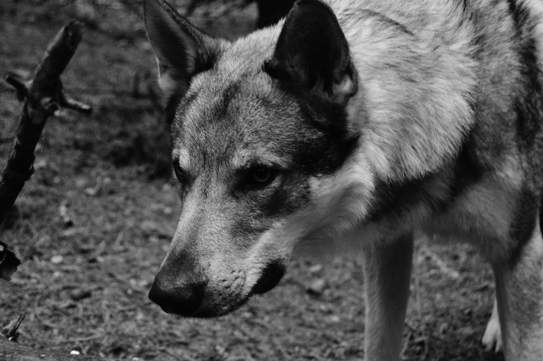 Wolves Spotted In Hungary's Bukk Hills