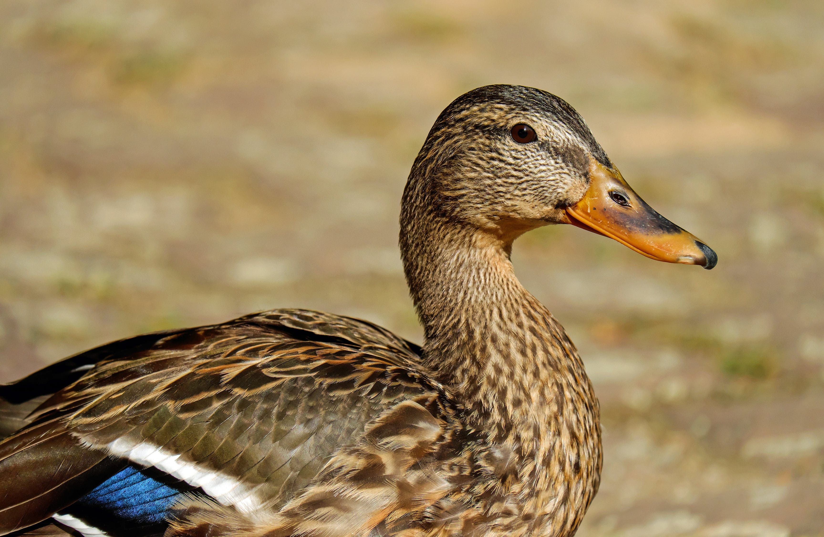 More Bird Flu Infections Detected in E Hungary