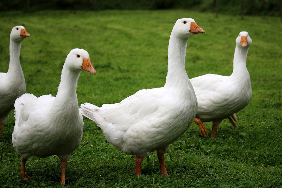 Thousands of Geese Destroyed in Southern Hungary Due to Bird Flu