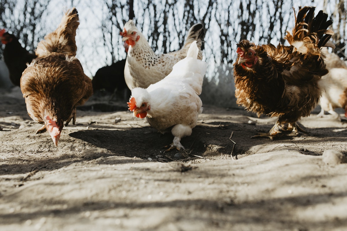 Bird Flu Hits 226 Farms In South Hungary