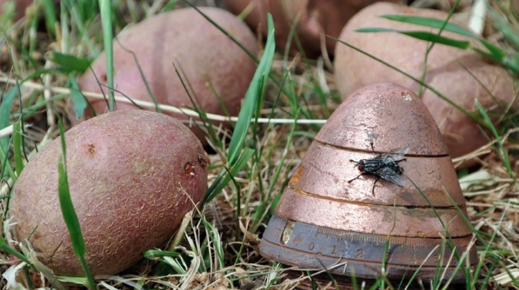 WWI Blasting Caps Found Among French Potatoes In Hungary