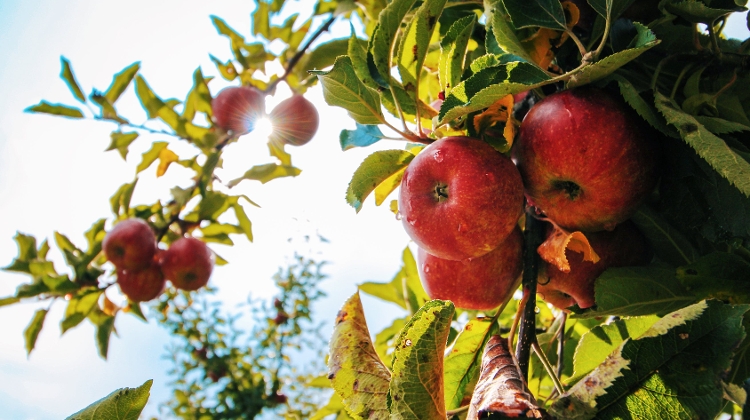Frost Damage May Reduce Fruit Harvest By 40% In Hungary