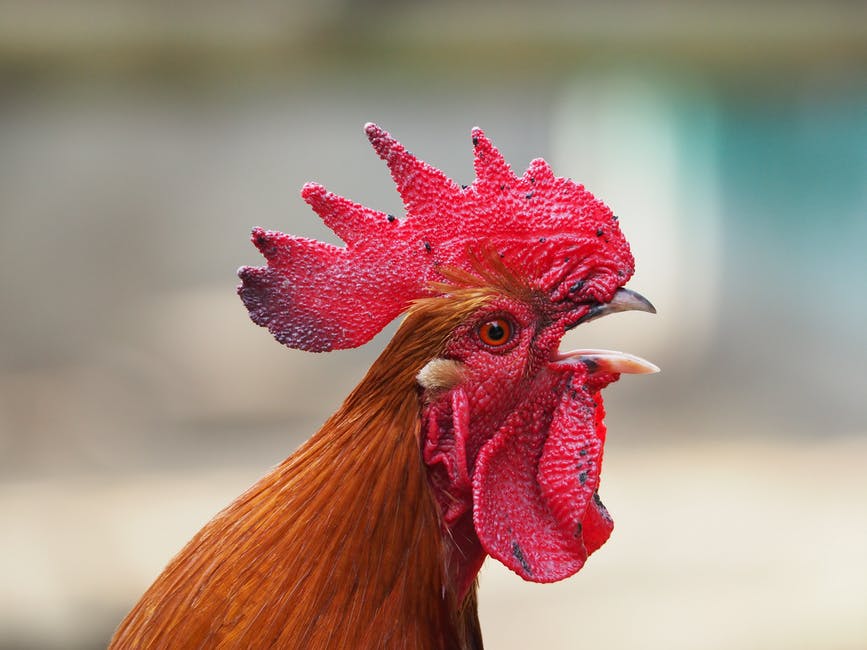 Chicken Prices Falling In Hungary