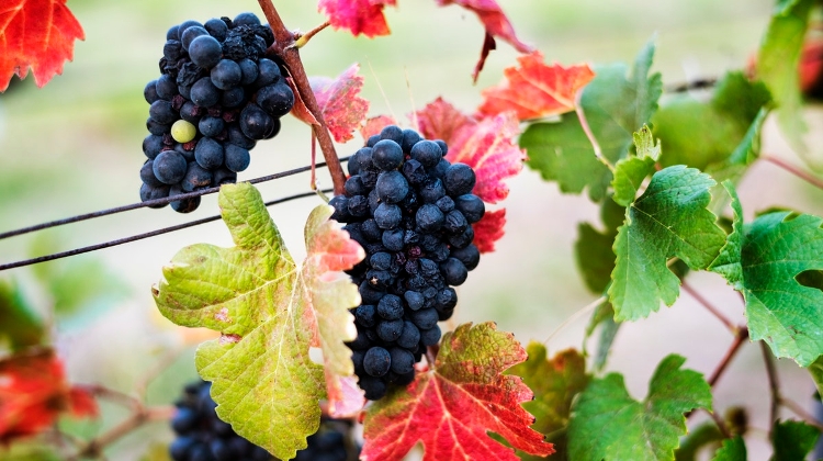 Enough Grapes Harvested In Hungary To Meet Wine Needs