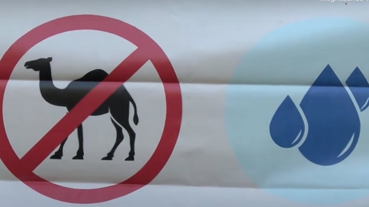 Watch: Activists Bring Camels To Budapest Warning 'Hungary Could Become A Desert'