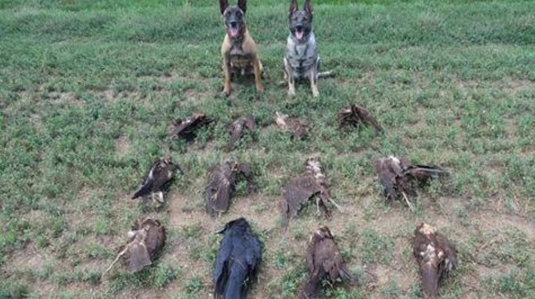Hungarian Nature Protection Authority: Over 100 Predators Poisoned With Illegal Carbofuran