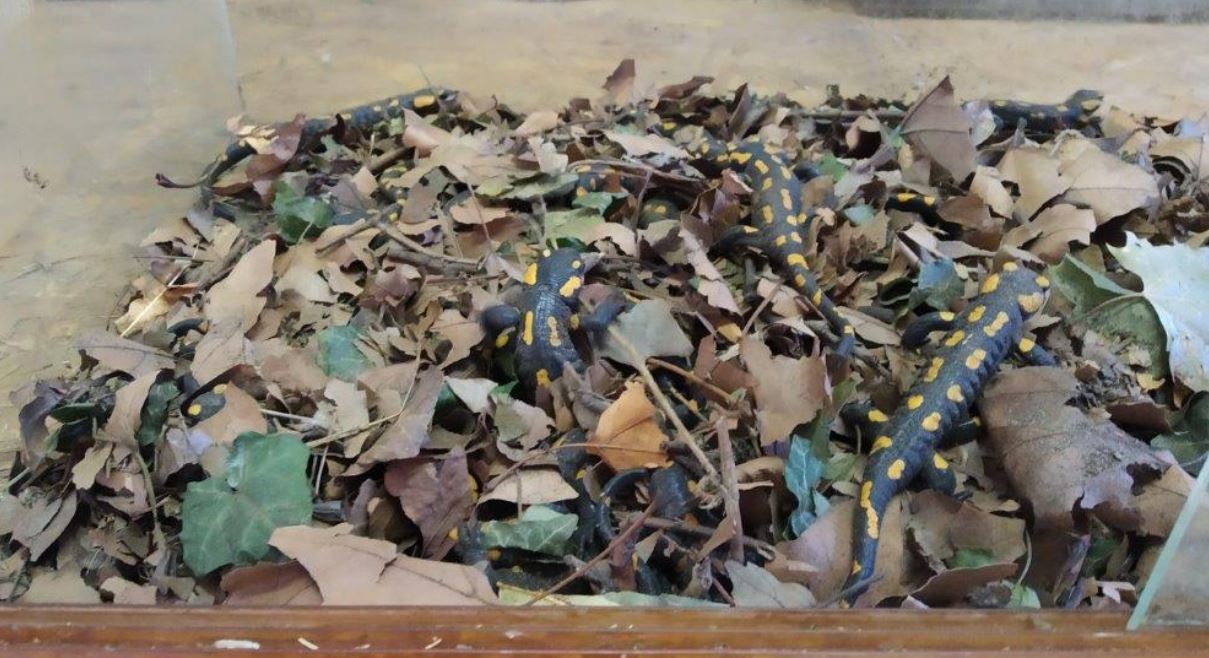 Attempt to Smuggle Endangered Salamanders Foiled at Budapest Airport