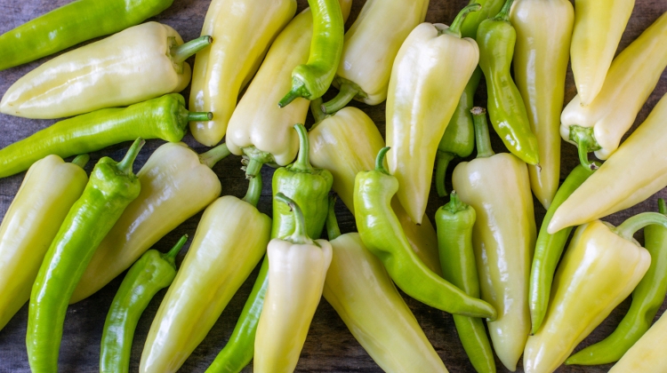Szentesi Paprika, Embroidered Coat, Traditional Heasdstones Inscribed on Hungarikum List