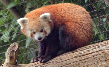 Red Panda In Hungary Moves To India Red Panda In Hungary Moves To India