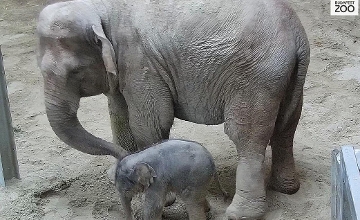 Watch: Baby Elephant Takes First Steps At Budapest Zoo