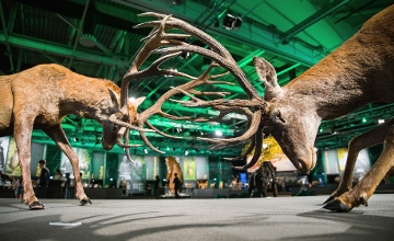 Report: World Hunting Expo in Budapest Now on Until 14 October Report: World Hunting Expo in Budapest Now on Until 14 October